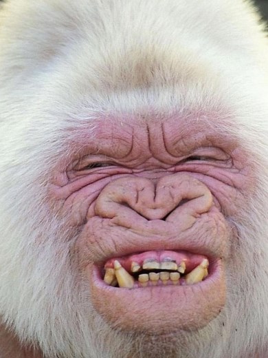 Snowflake, the Albino Gorilla: 6 Facts you Didn'tKnow