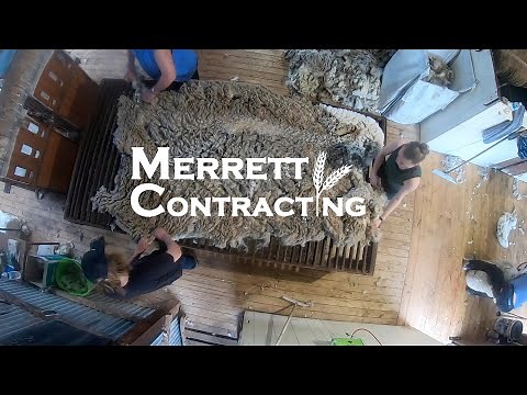 It’s Shearing Time! | Australian Sheep Farming