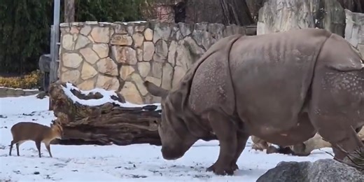 Watch: Small deer takes on a 1.7-ton rhinoceros... and WINS!