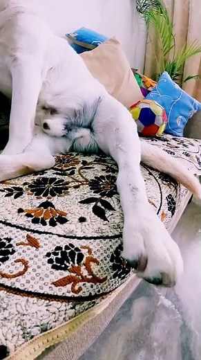 Look At This Distinguished Gentleman, Look At The Way He Is Sitting