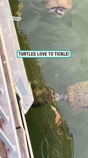 Turtle tickles other turtle 📸 : @katalinawinemixerrrr | Furry Tails