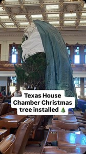 14K views · 495 reactions | Kudos to these guys who put up the Christmas tree in the Texas House Chamber at the Capitol  The 28-foot-tall Virginia pine tree is from Elves Christmas Tree Farm in Denison, Texas, and was installed Tuesday (11/25). The tree is named Mamie for Mary Geneva “Mamie” Eisenhower. More facts about the tree are on KXAN.com | KXAN News | Facebook