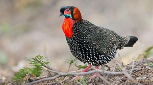 Bird Photography: How the Right Gear and Shooting Technique Can Help