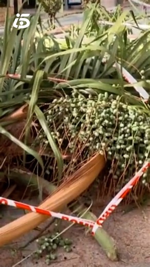 Muere una mujer de 31 años al caerle encima una palmera a causa del fuerte viento en Torremolinos, Málaga | Informativos Telecinco.com