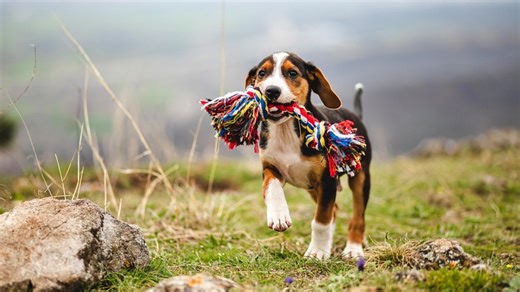 Dogs can associate words with objects, study finds