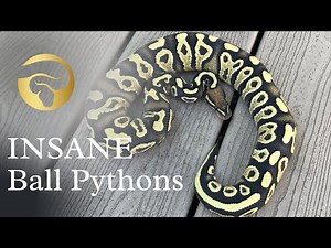 INSANE Ball Pythons at Morphologix!