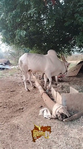 महाराष्ट्राच खिल्लार सोन