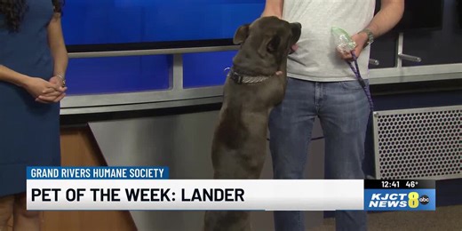 Pet of the week: Lander the “land seal” is ready for adoption
