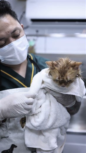 Holistic Pet Grooming