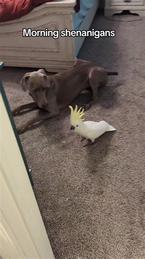 CockatooGrace (@cockatoograce)’s videos with Problem Child - AC/DC