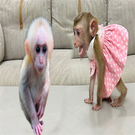 2.2K views · 64 reactions | Diana monkey hugs and kisses the baby monkey when she sees it | Slingshot ride | Facebook