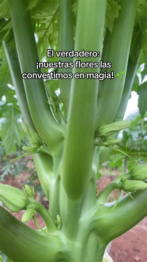 #agrogirl #agronomia #agricultura🚜🌱 #campo #viraltiktok | flores
