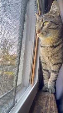 Typo the Cat Talks to Birds using “Bird Speak” What Birds REALLY Say - According to My Cat #cat