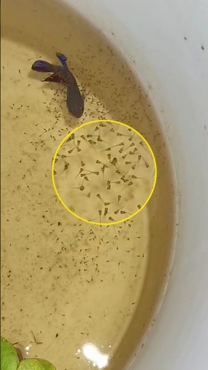 betta fish eggs hatching. 🤗😇❤✅