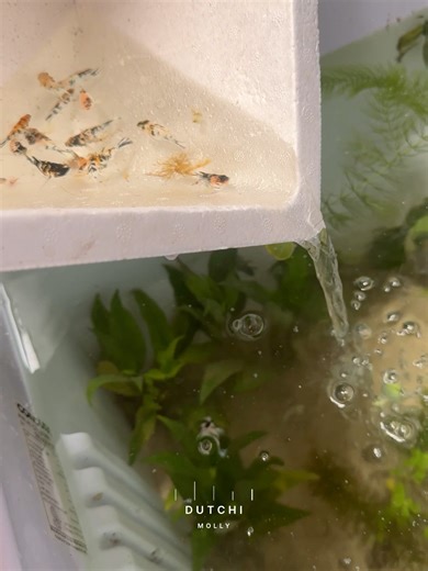 Update sa mga molly natin!! Redhead is 🫶 | Michael Dutchi Libranda