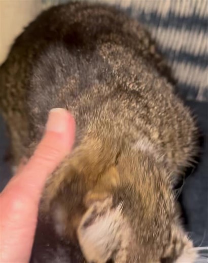 3.5K views · 86 reactions | Barbara, our senior tabby, is still looking for a foster home or a permanent home. If you know of any senior citizens in need of companionship, please think of Barbara. We are implementing our Seniors for Seniors (Senior Pets/Senior Citizens) Program soon and Barbara would be a perfect first candidate. She deserves long term, loving care and stability in her senior years. | New Kent Humane Society | Facebook