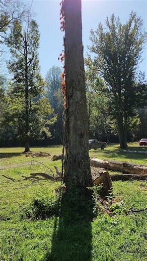 When a Dead Tree Explodes on Impact 🌲💥