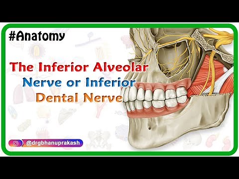 Inferior alveolar nerve or inferior dental nerve animation - Anatomy of Head and neck