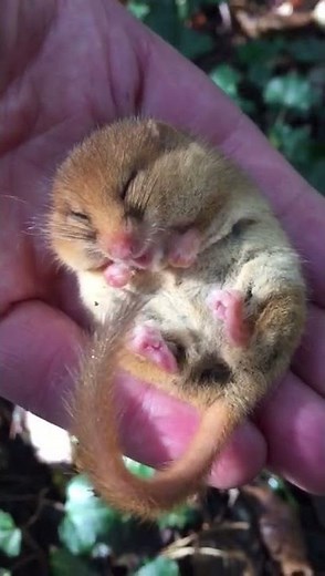 Snoring Dormouse (Snoremouse!)
