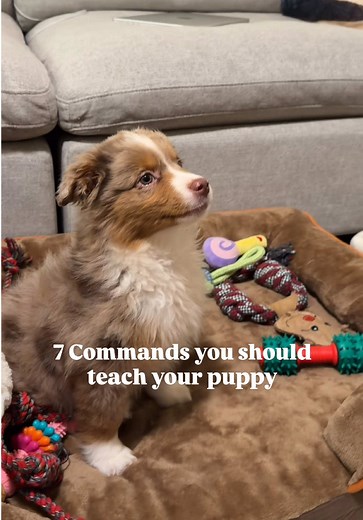 Commands Taught to Rollie the Mini Aussie