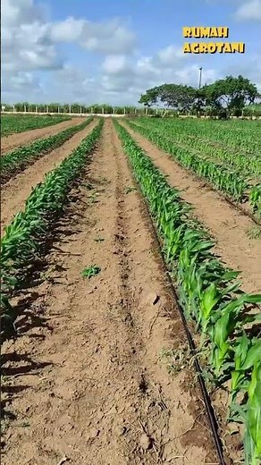 Drip Irrigation Model For Corn