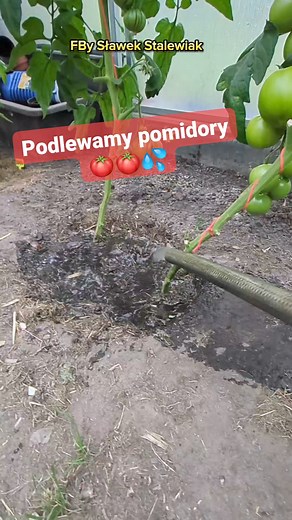💦 🍅 Minęło kilka dni, czas na podlewanie pomidorów wodą prosto z rowu. #podlewanie #pomidorów #ile #wody #duże #pomidory #porady #ogrodnicze #pomidor Jolanta Borowska-Trawińska | Sławek Bor