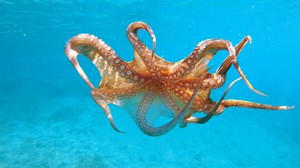 Are octopuses actually aliens? | The Unxplained Zone