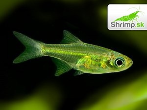 Razbora ranongská - Microdevario kubotai