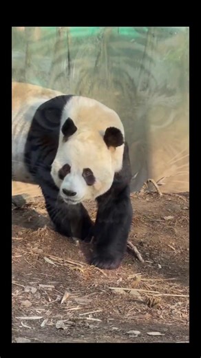 Show your true colors#Linyan#panda#pandaplaying