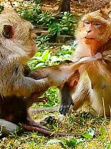 Poorst baby cry breaking hard big monkey Elsa drag kidnap her #beautiful #monkeydluffy #monkeycute #babymonkey #monkeyface #lovely #monkey #cute #animals #animalsbaby #poormonkey #monkeycry #funny #funnyvideo #cuteanimals | Monkey TV7
