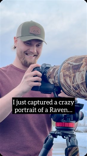 Isaac Spotts | I never get tired of photographing these amazing birds!! Raven Prints available at Isaacspicz.com • • #raven #GOT #wildlifephotography... | Instagram