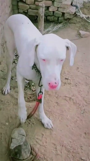 Sona great Dane female dogs 🔥#viral #dog #videos #viral #videos #shorts #videos