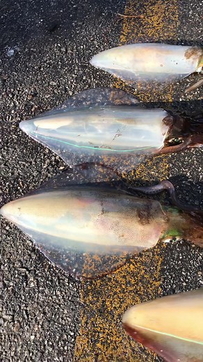 Karate Chopping a Squid: The Quickest Method to Put a Squid to Sleep