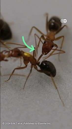 Ants perform life-saving surgery to save the lives of their injured companions.