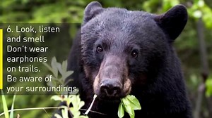 48K views · 297 reactions | In light of two bear attacks west of Calgary, here are some things to keep in mind while in the backcountry. Find out more here: www.cbc.ca/1.3687719 | CBC Calgary | Facebook