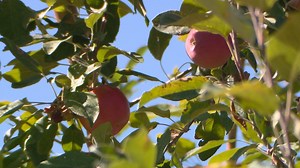 Orchards have best apple harvest in years