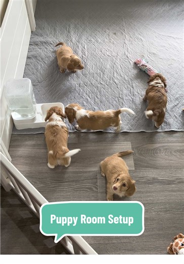 Creating a Puppy Room Setup for Dachshund Puppies