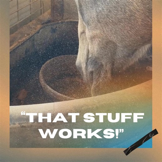 My horse does not show anymore although he is 23 now. His...