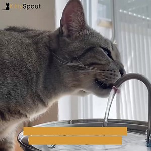 45 reactions · 4 comments | Dehydrated cats can be grumpy, lethargic...