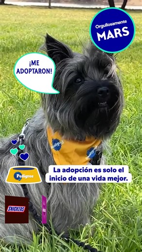 58K views · 212 reactions | ¿Sabías que @pedigree_mex fue el primero en promover la adopción de mascotas en México? ​Conoce más de @marsmexico en la bio. | Mars, Incorporated | Facebook