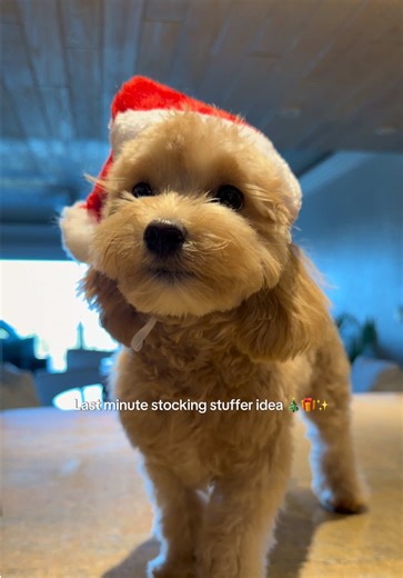 Santa’s coming!!! ❤️ And Boo has been very good 🫶🏼🎁🎄✨ #christmaspuppy #christmas #puppy #dog #maltipoo