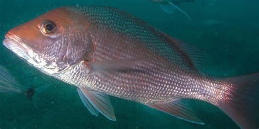 NOAA eases off enhanced restrictions on red snapper fishing off Southeast coast