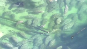 VIDEO: 514 manatees at Blue Spring State Park in Volusia County today, according to park officials. We're betting you were looking for a warm spot this morning too. We won't get much warm weather the rest of the week though. FORECAST: https://www.mynews13.com/fl/orlando/weather/2020/05/14/orlando-area-weather-forecast | Spectrum News 13