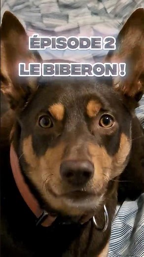 Kelpie Australien : EPISODE 2 - LE BIBERON !🌛