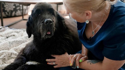 Here’s how to know when to euthanize your pets