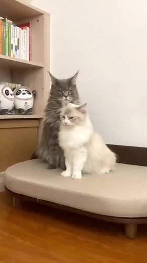 Cute Cat Videos Compilation | Albiona Ajvazi