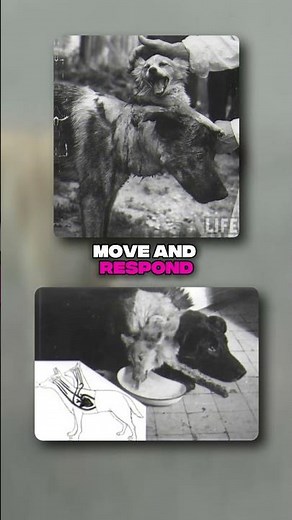 The Soviet Scientist Who Made Two-Headed Dogs😳... #facts #youtubeshorts