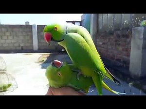 Male and Female Green Parrots Breeding | Parrot Mating Behavior