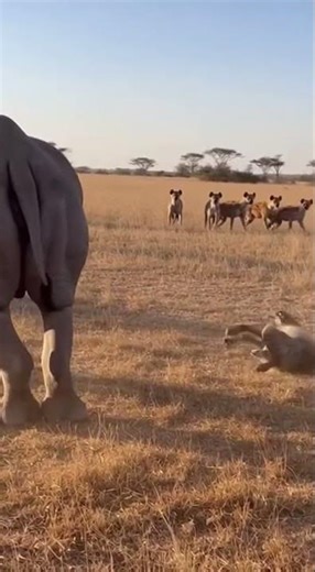 Rhino vs Hyena: Explosive Clash in the Wild!