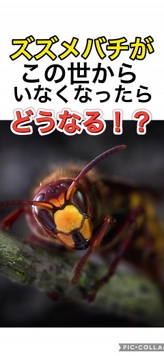 キイロスズメバチ❌→害虫が増加 オオスズメバチ❌→外来種のミツバチが増加！！#ためになるtiktok #TikTok教室 #雑学豆知識 #オオスズメバチ
